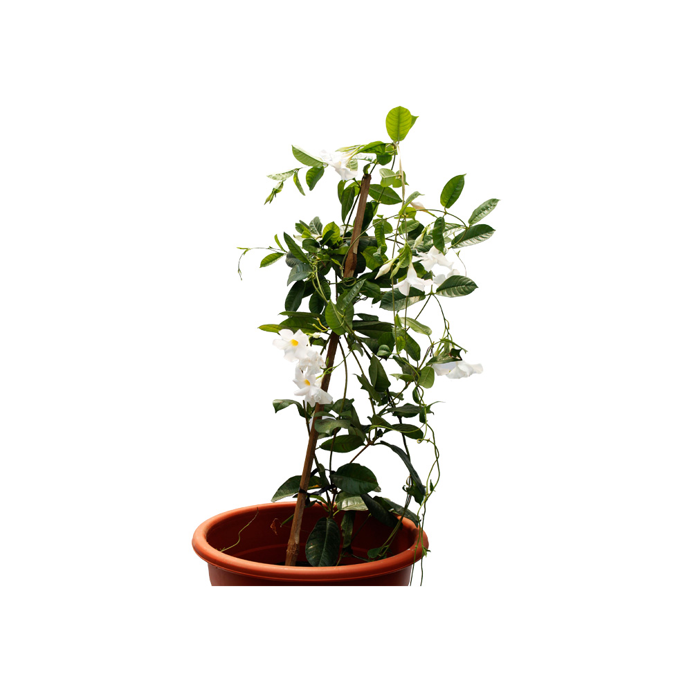 DIPLADENIA BLANCA, ROSADA 