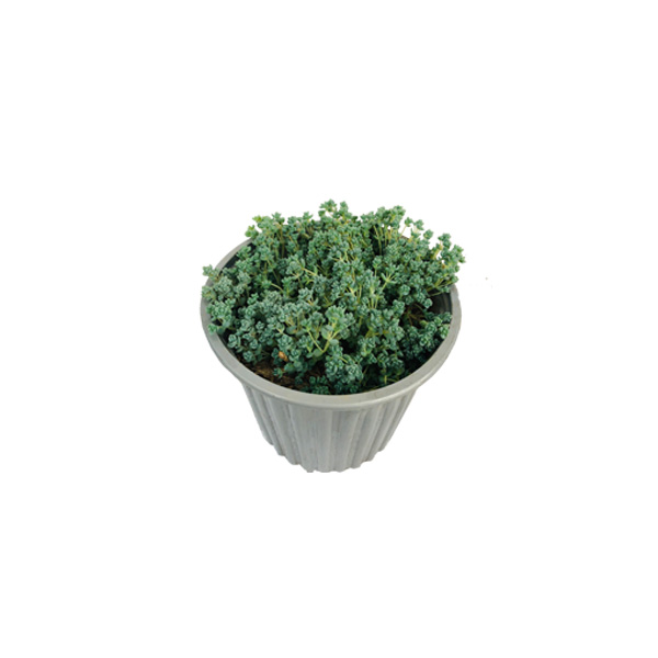 ECHEVERIA