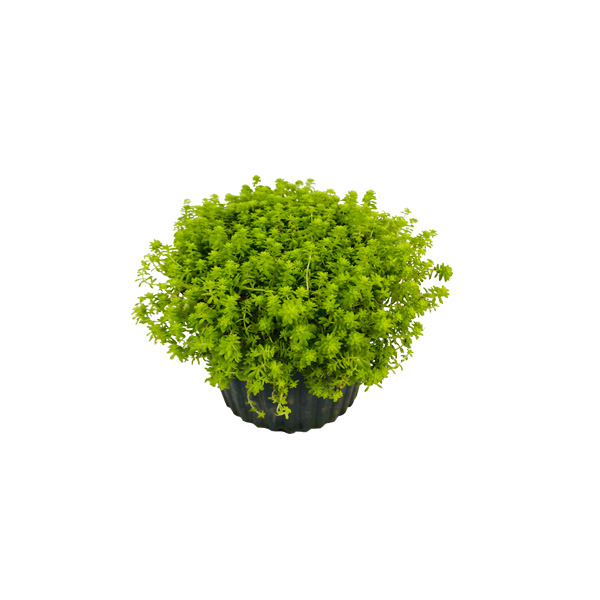 ESPONJA AMARILLA DE AGUA