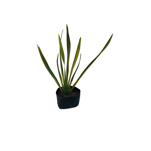PHORMIUM AMARILLO