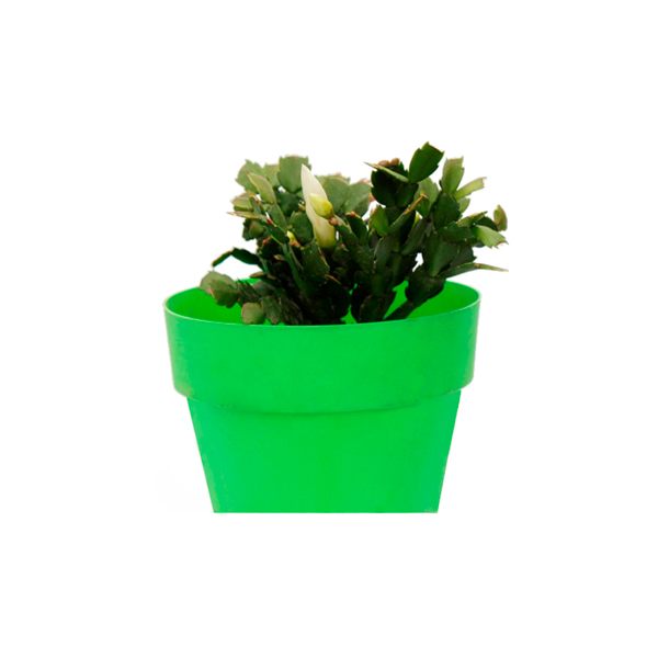 CACTUS DE NATIVIDAD