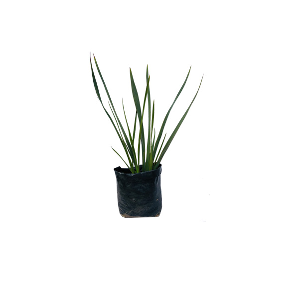 PHORMIUM VERDE