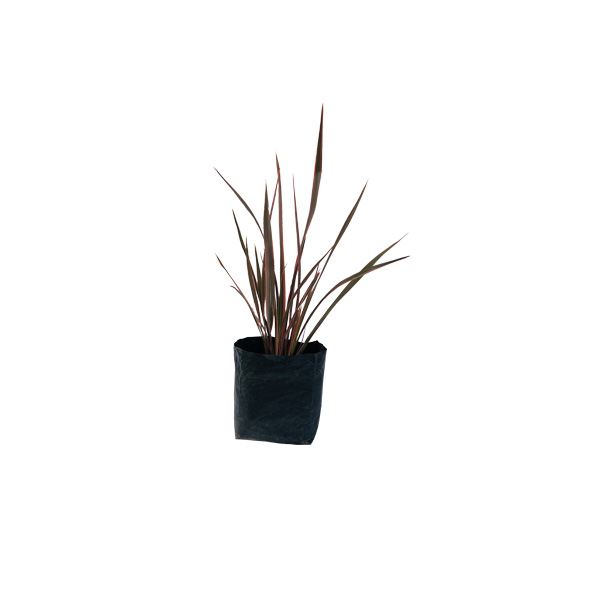 PHORMIUM ROJO