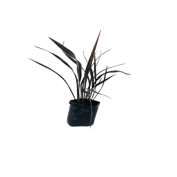 PHORMIUM MORADO