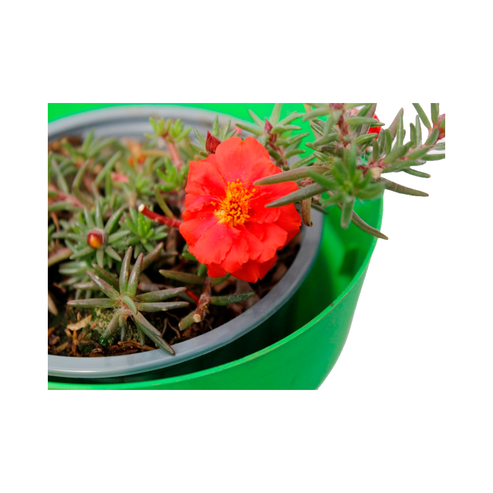 PORTULACA