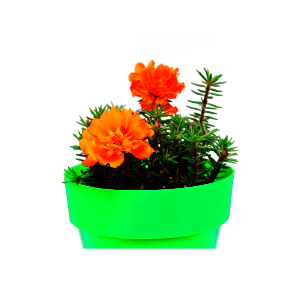 PORTULACA II