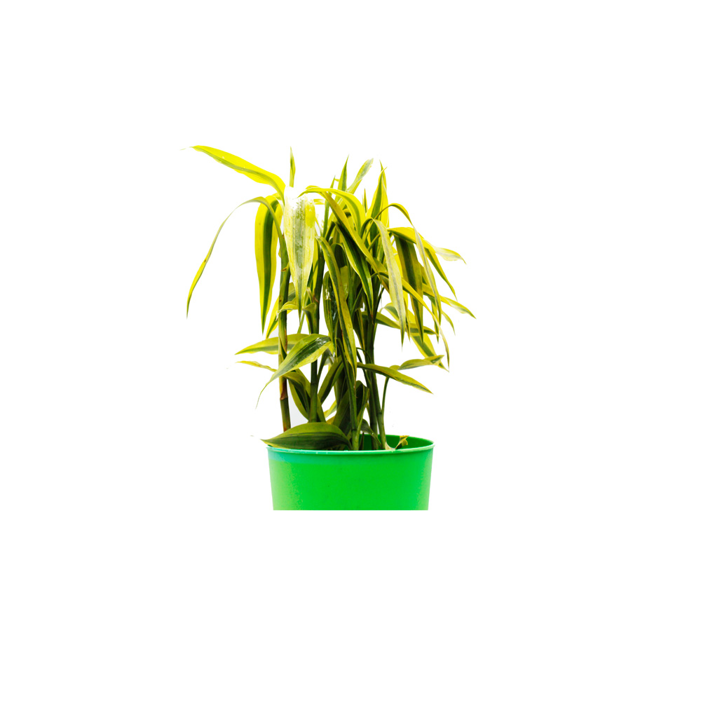 BAMBÚ DE AGUA AMARILLO