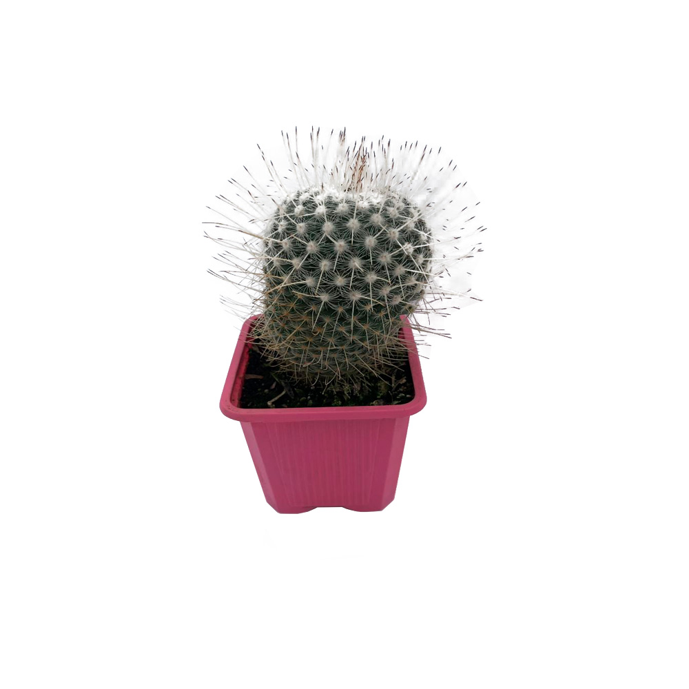 CACTUS REPELE ENERGÍAS II