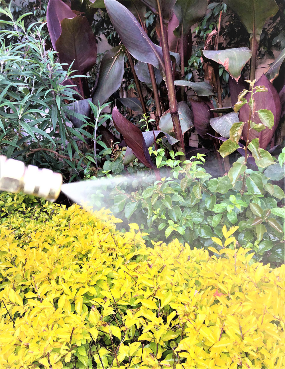 FUMIGACIÓN DE HONGOS 