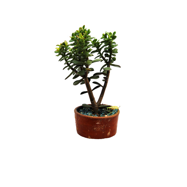 BONSAI IV