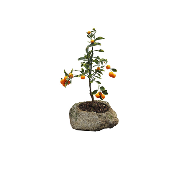 BONSAI CALAMONDY