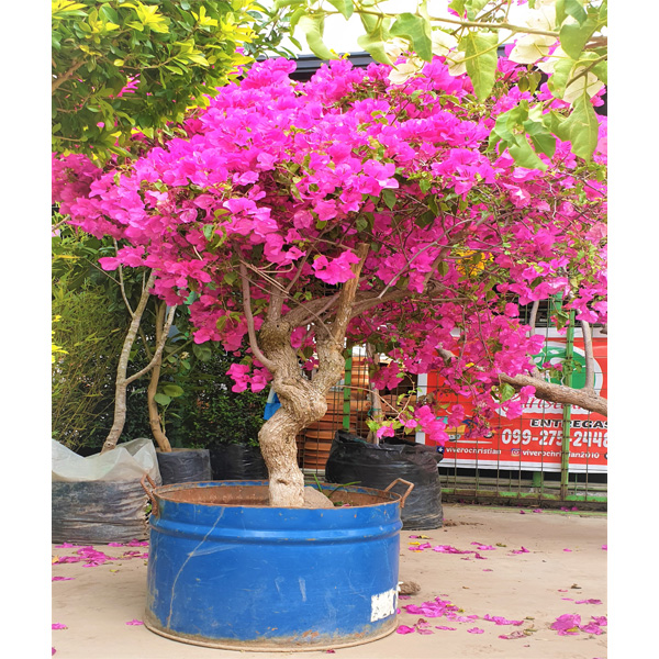 BUGAMBILIA TRONCO GRUESO