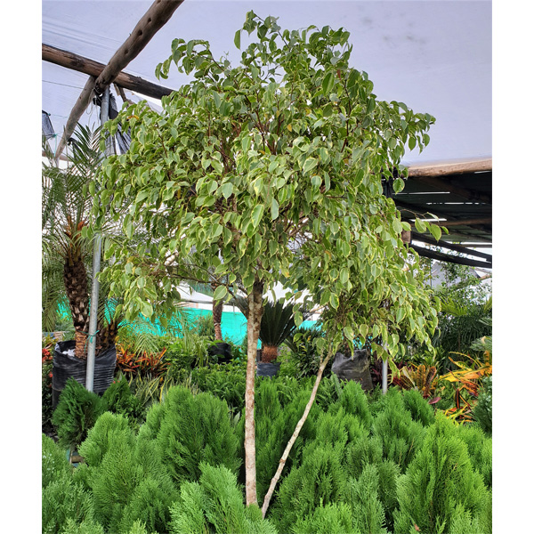 FICUS BLANCO