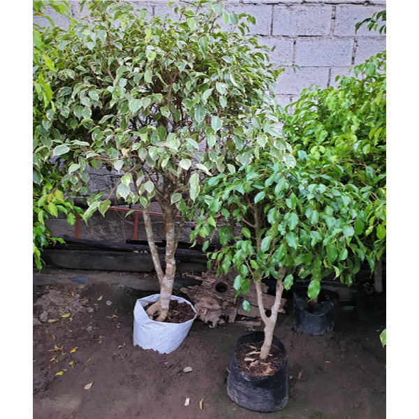 FICUS VERDE BOMBOM