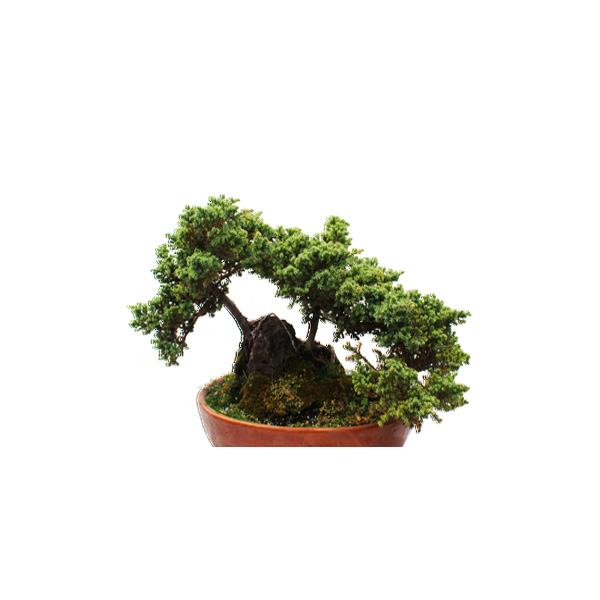 BONSAI 