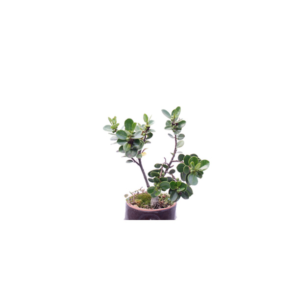 BONSAI 