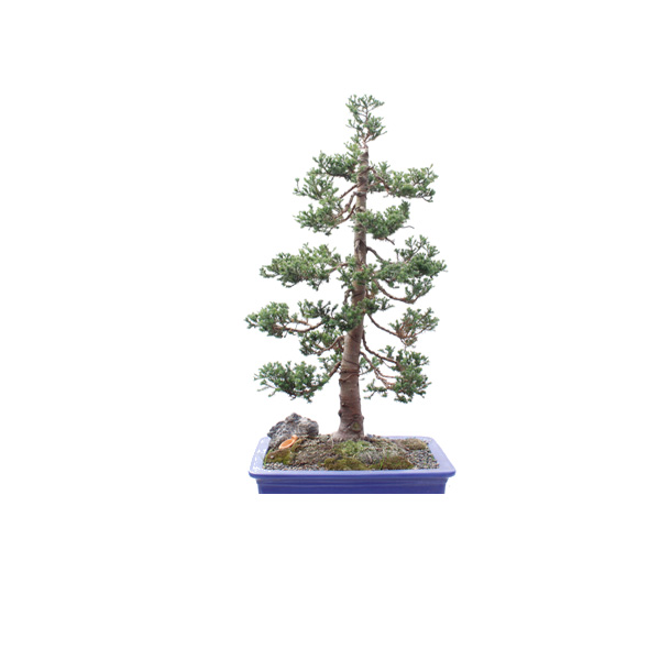 BONSAI 