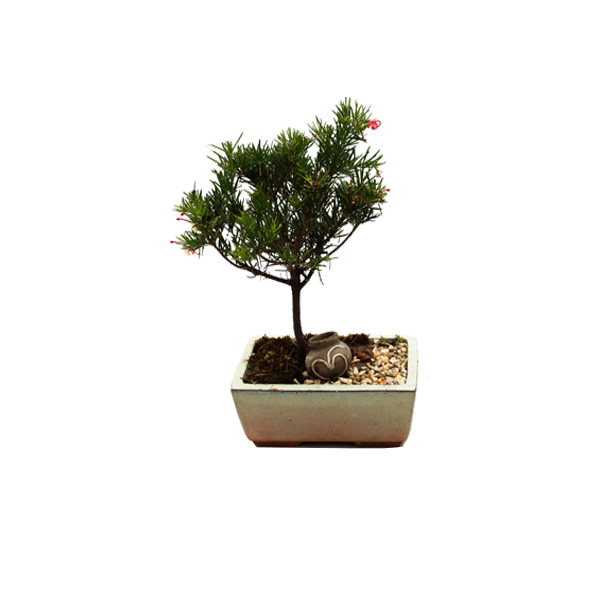 BONSAI 