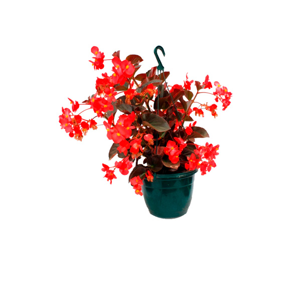 BEGONIA COLGANTE II