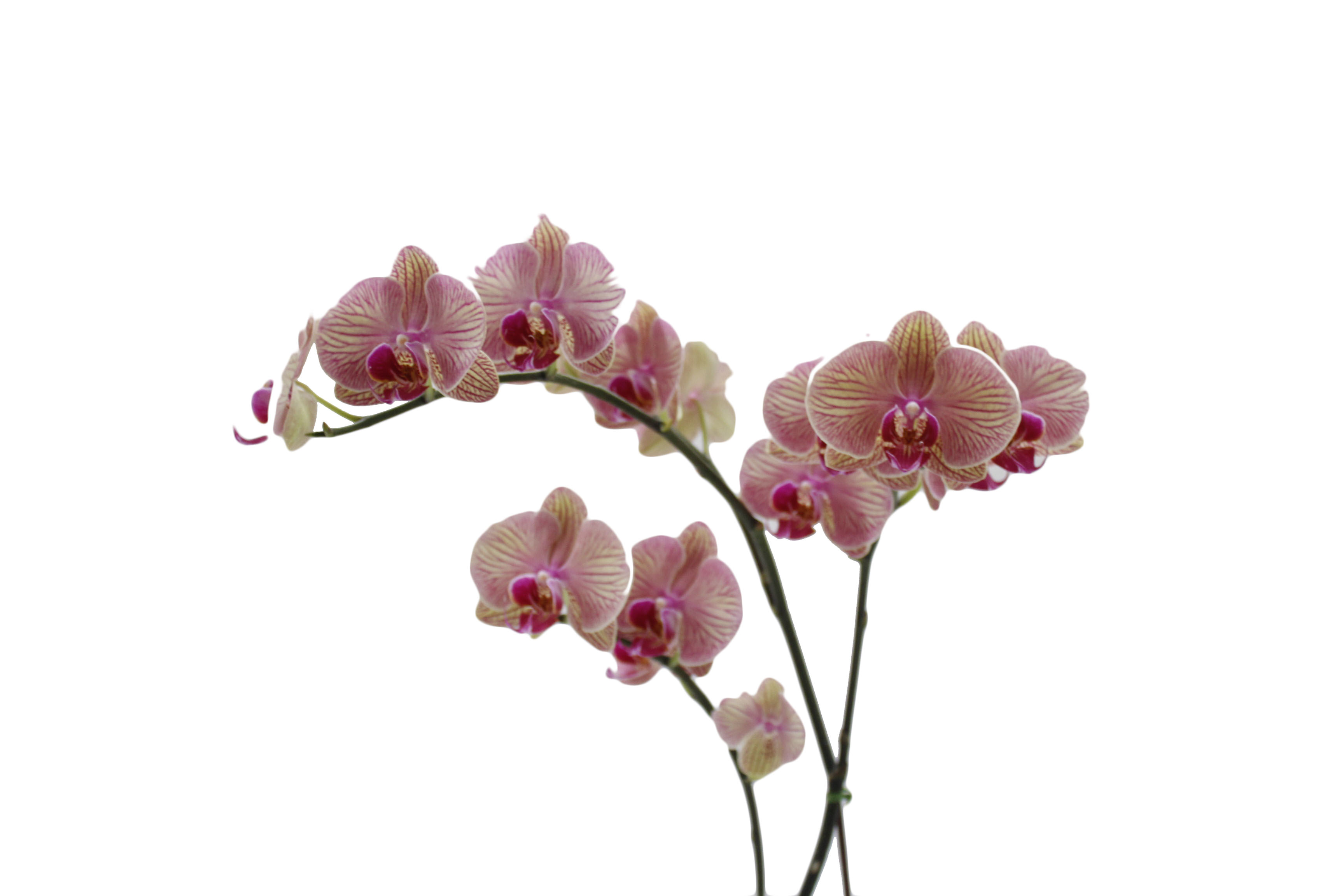 PHALAENOPSIS 1 RAMA