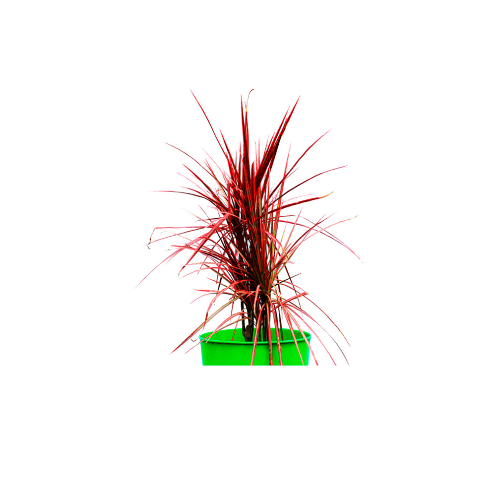 CORDYLINE