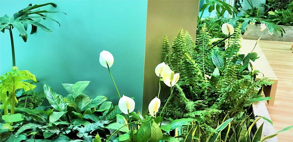 JARDINES DE INTERIOR