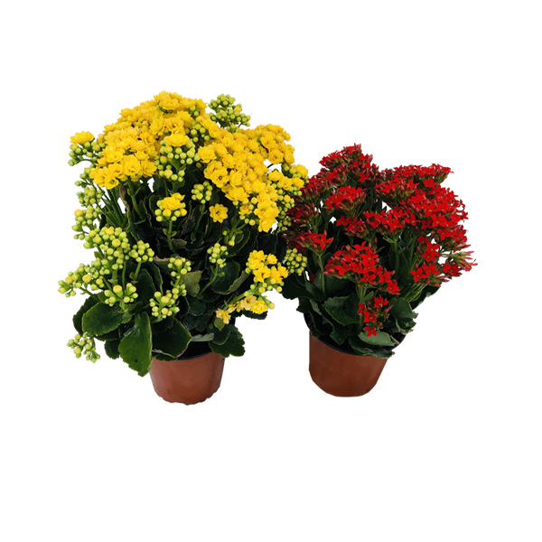 CALANCHOAS AMARILLA O ROJA