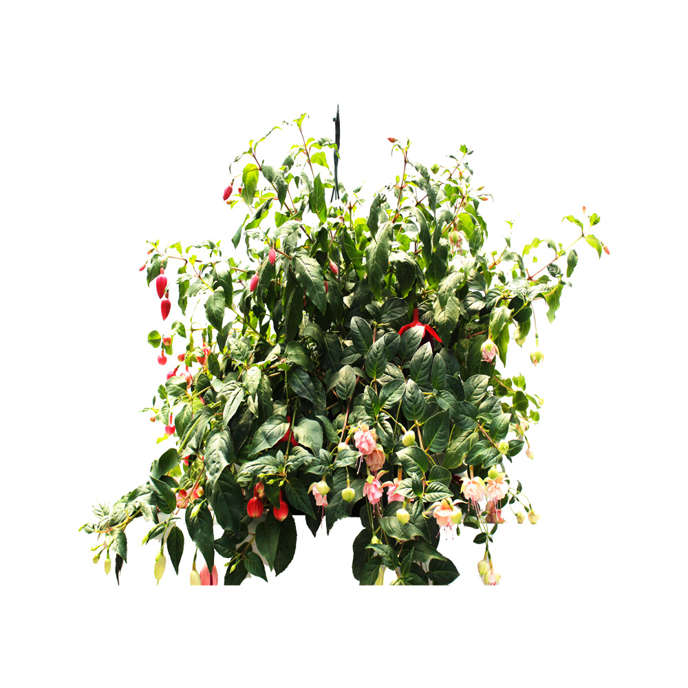 ARETE COLGANTE 3 COLORES EN LA MISMA MACETA