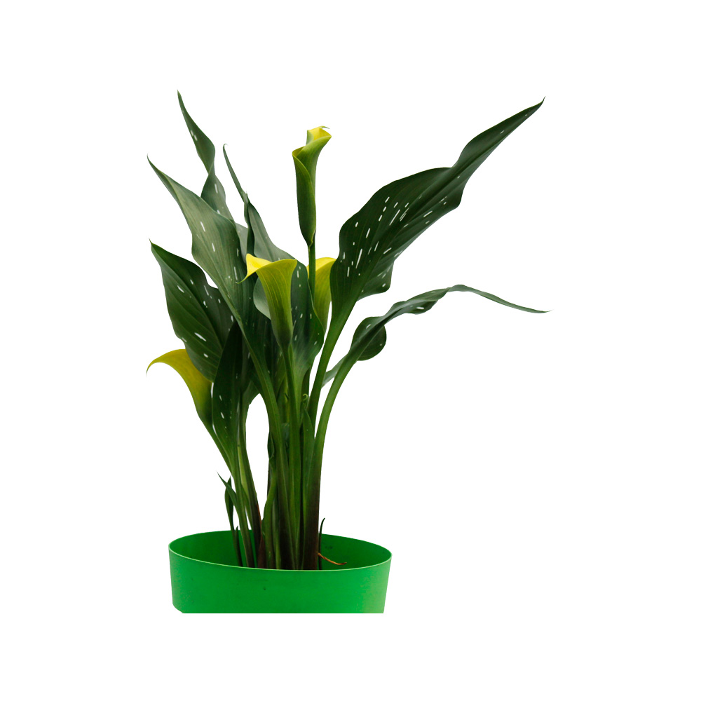 CARTUCHO AMARILLO MOTEADO