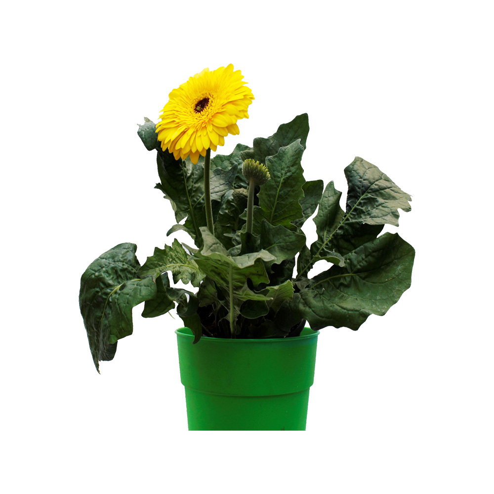 GUERRERAS DE SOL DE COLORES 