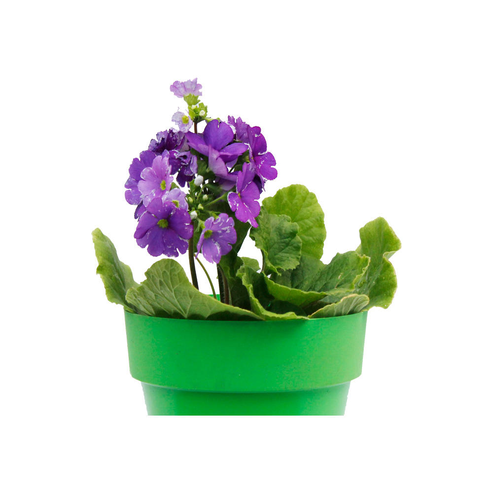 PRIMAVERAS EN COLORES 