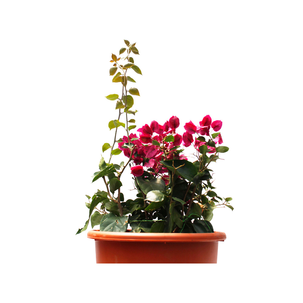 BUGANVILLA ARBUSTO LILA