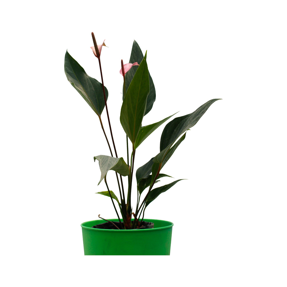 ANTURIO HOJAS LARGAS ROSADA