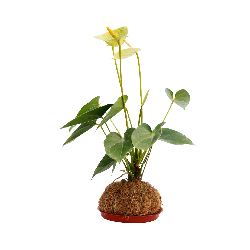 KOKEDAMAS DE ANTURIO AMARILLO 