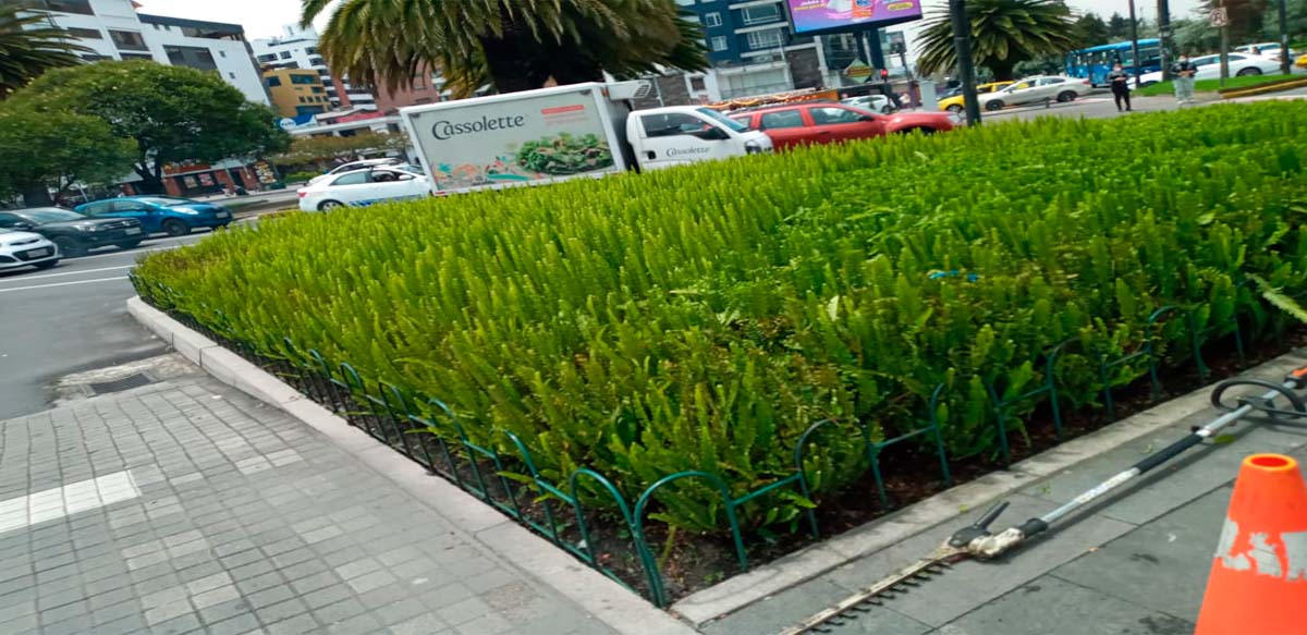 PODA DE ARBUSTOS