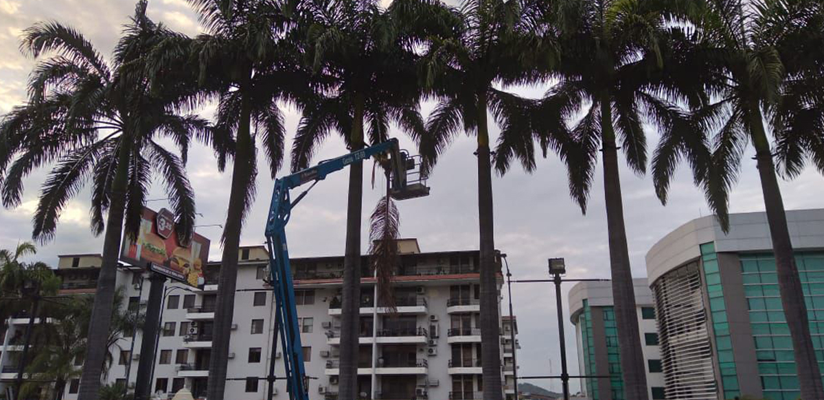 PODA DE PALMERAS