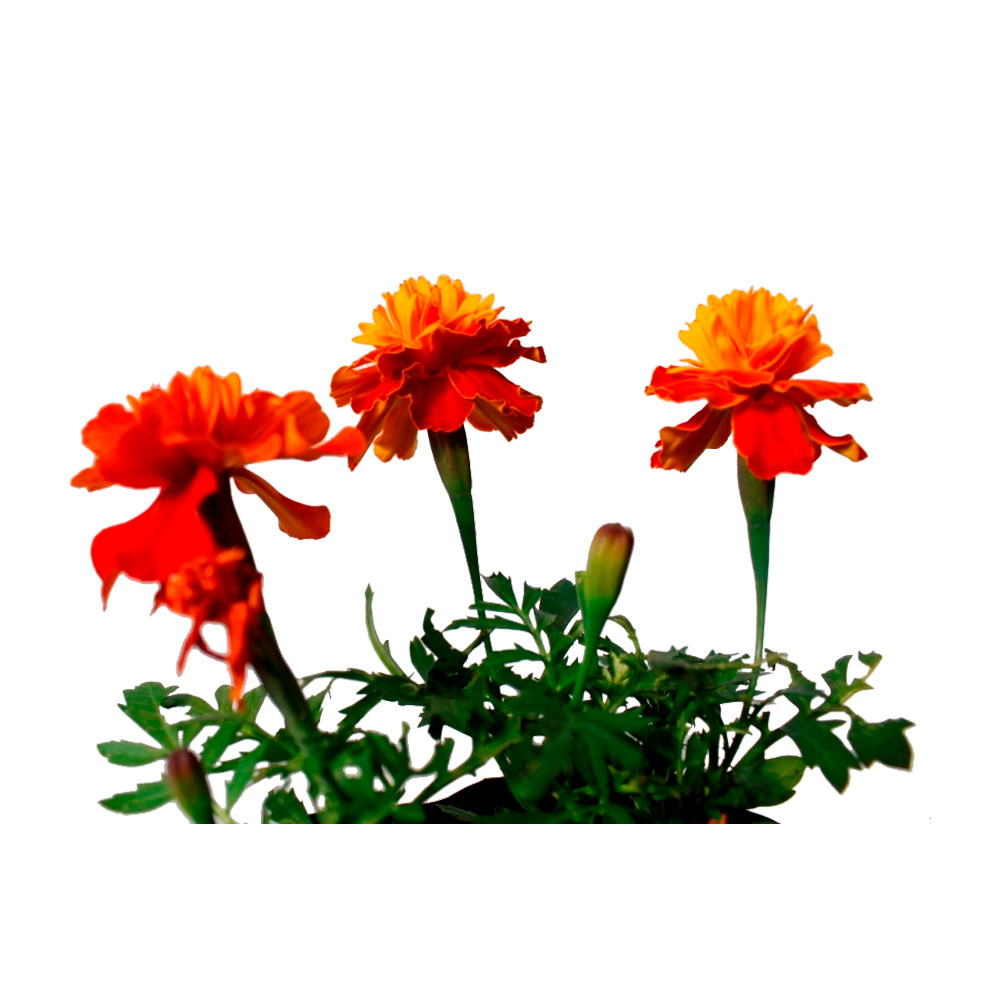 MARIGOLD SIMPLE NARANJA Y AMARILLO