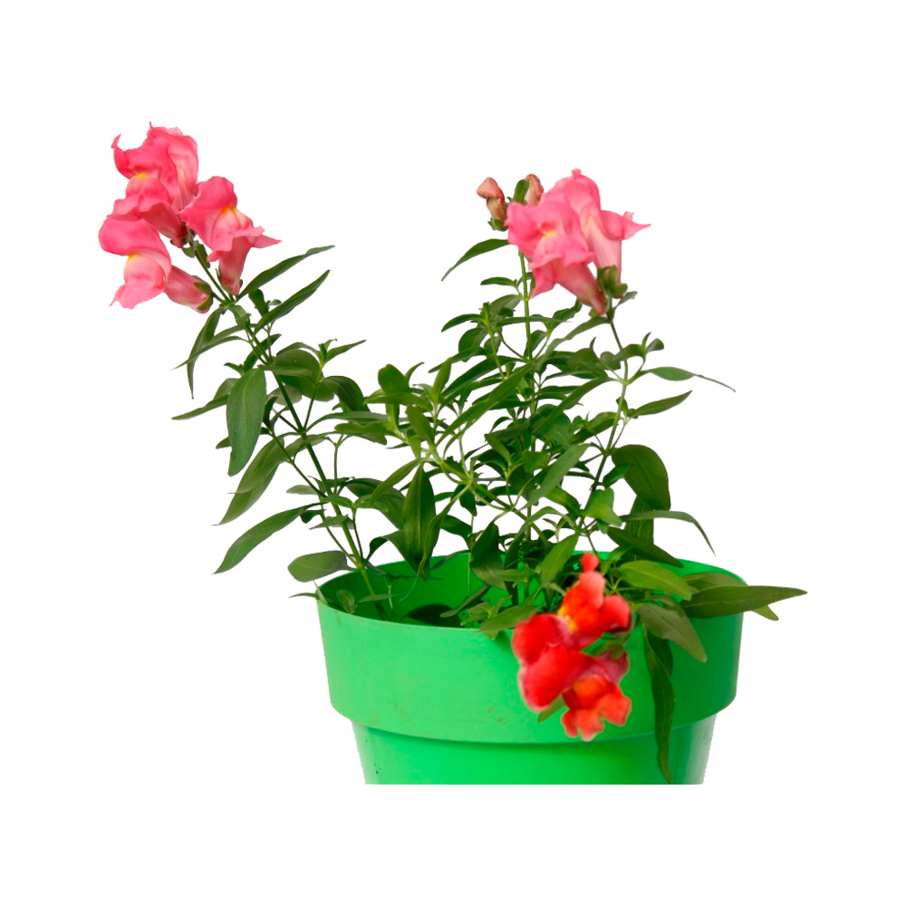 SNAP PERRITOS ROSADO