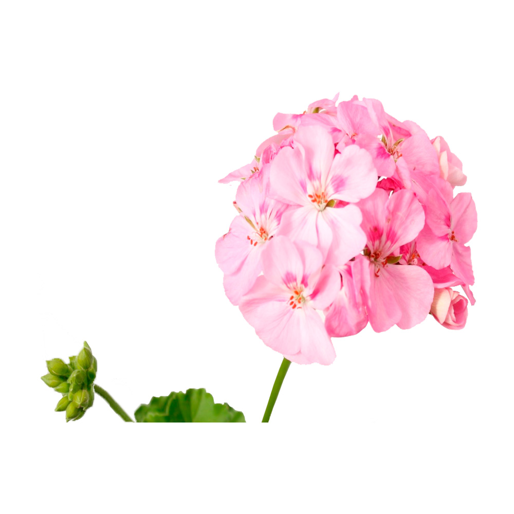 GERANIO FLOR GRANDE ROSADO