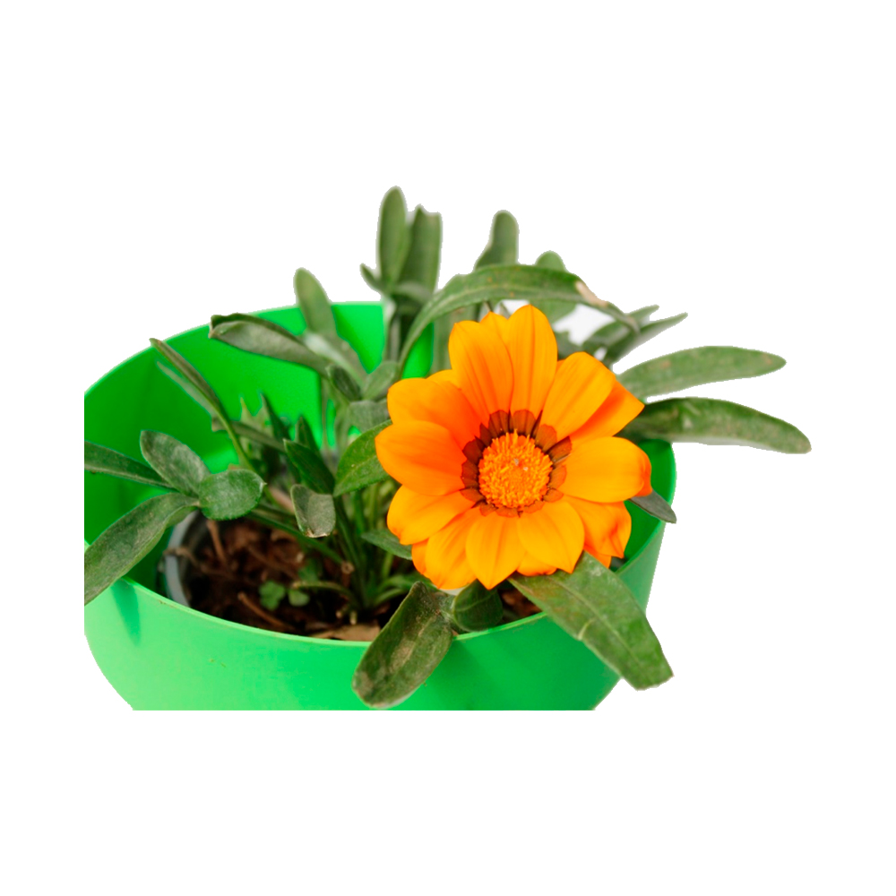 GAZANIA FLOR