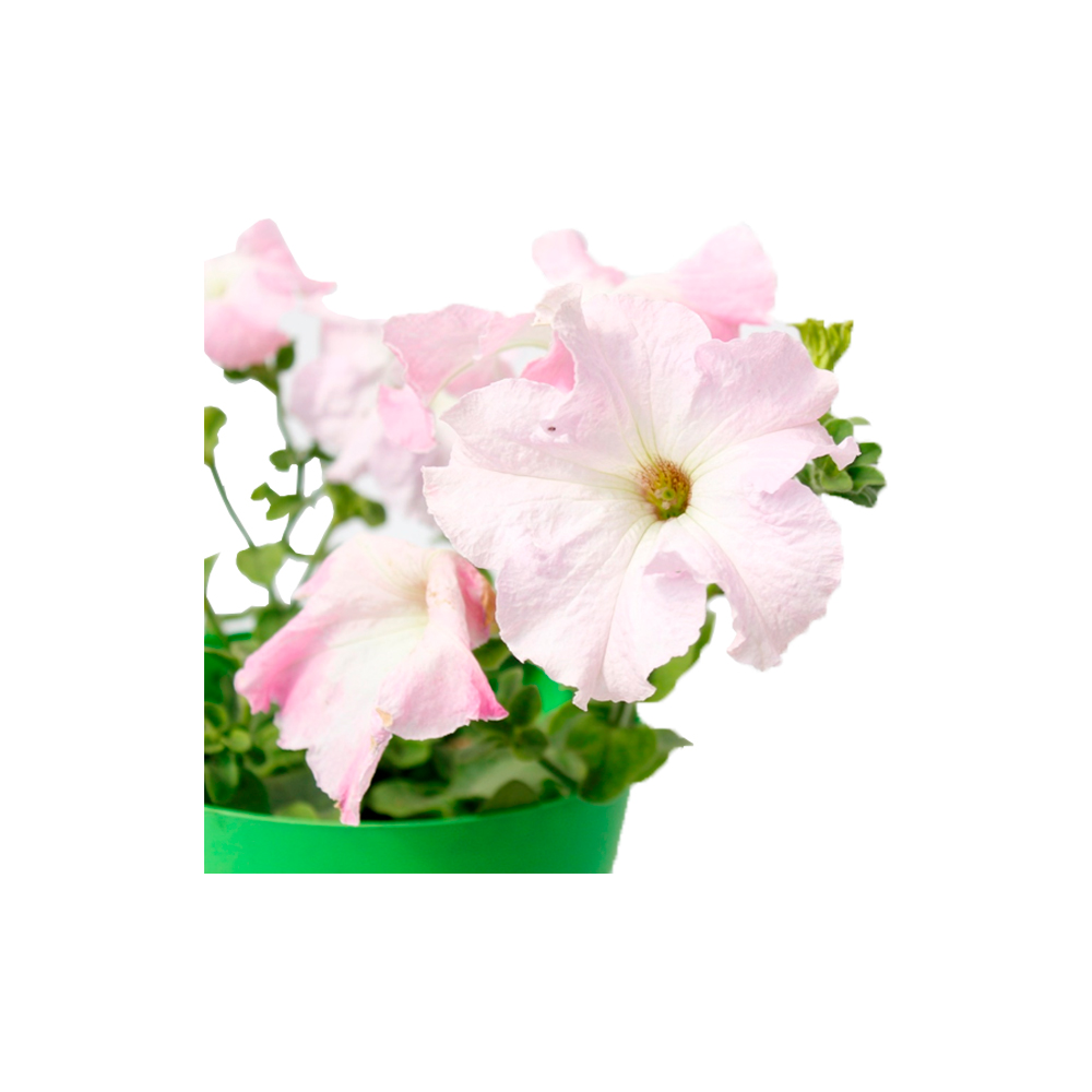 PETUNIA COMPACTA 