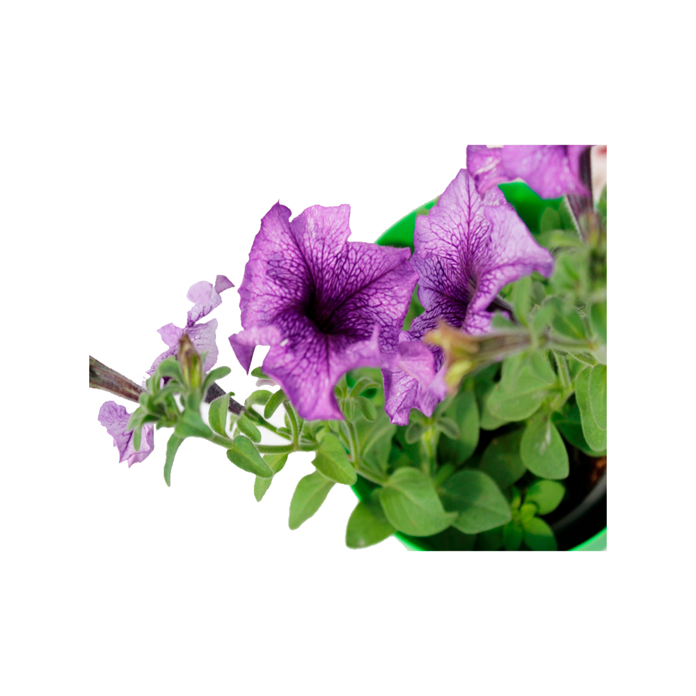 PETUNIA COMPACTA II