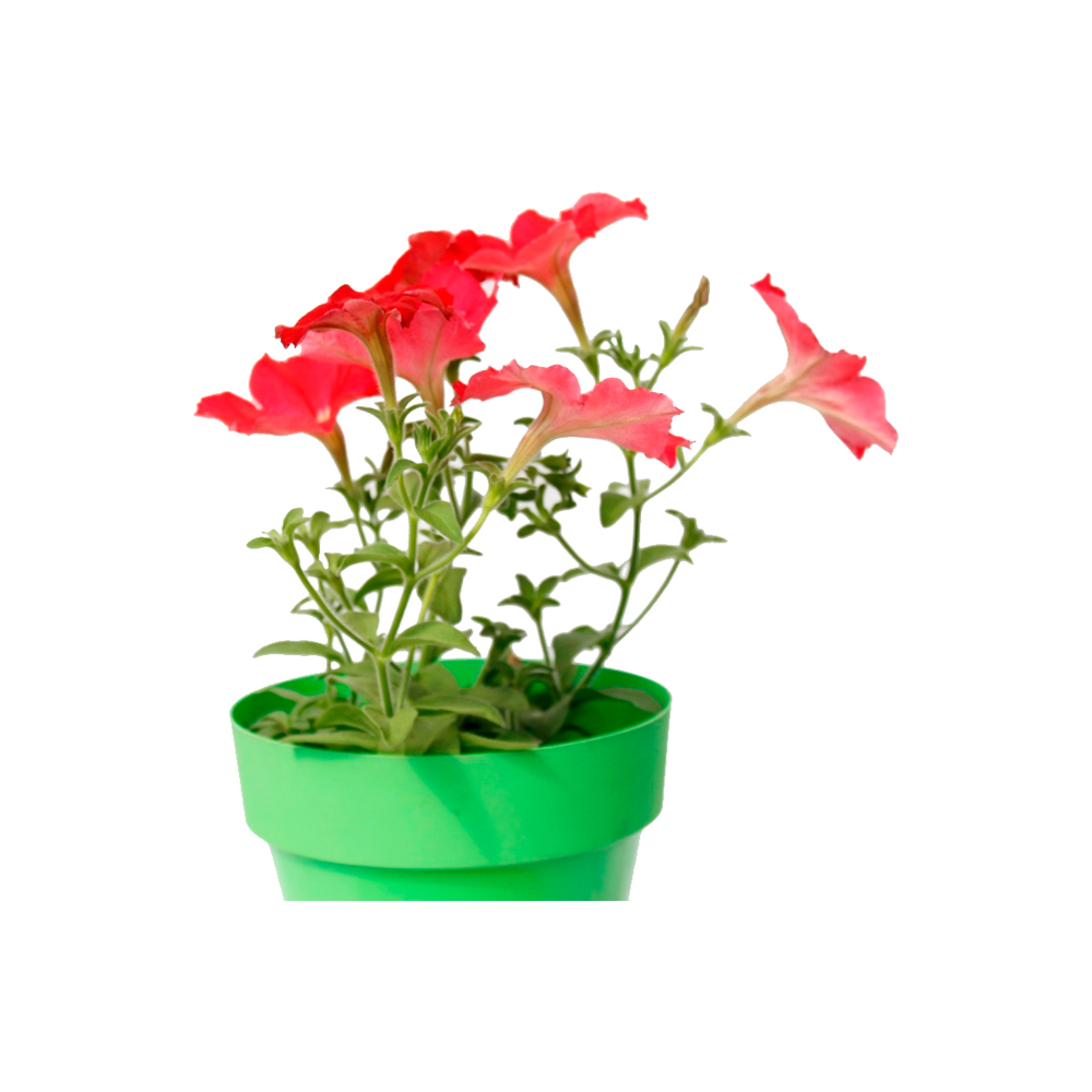 PETUNIA COMPACTA III