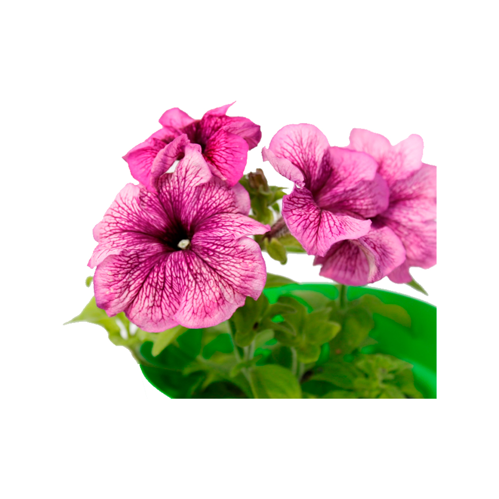 PETUNIA COMPACTA IV