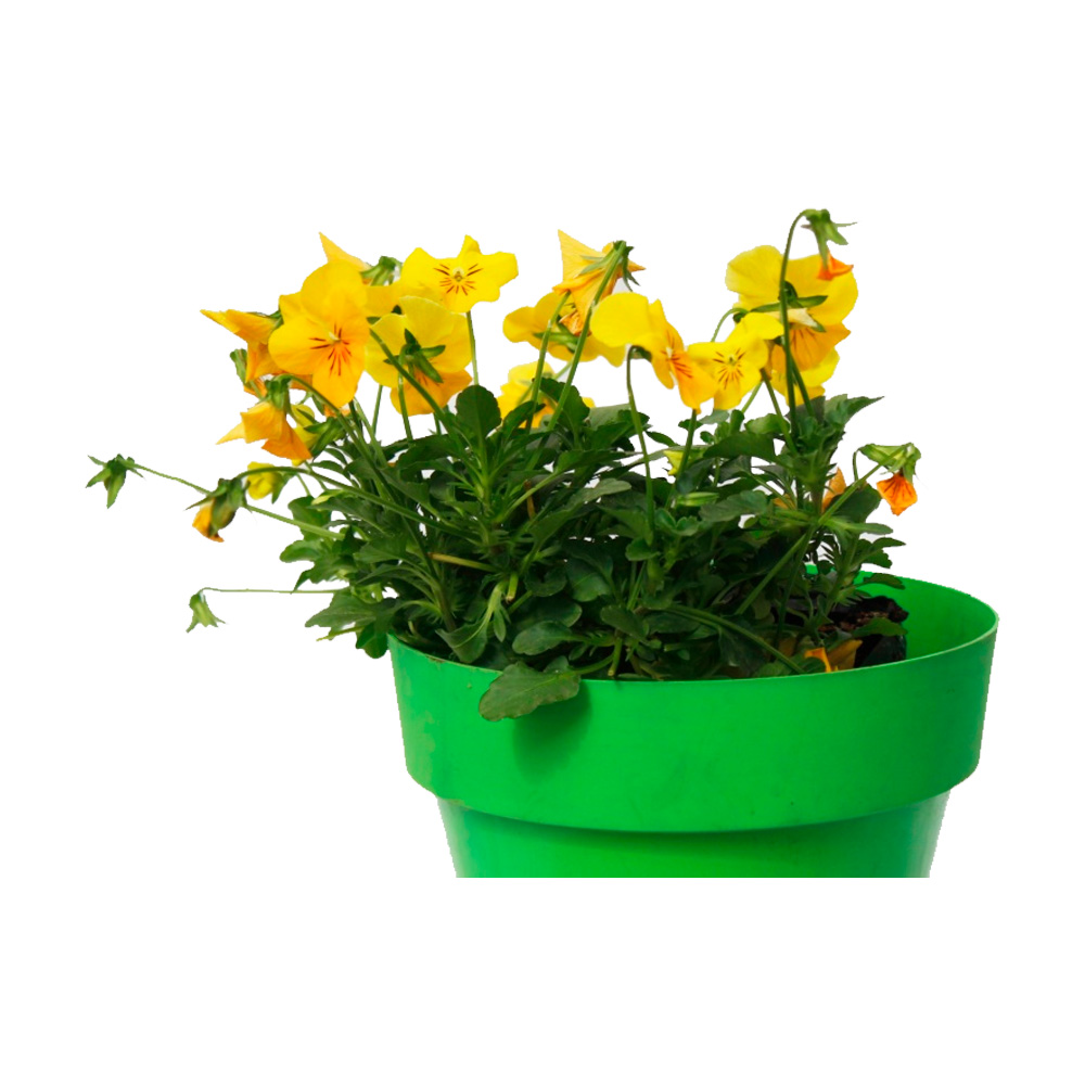 MINI PENSAMIENTO PANSY 