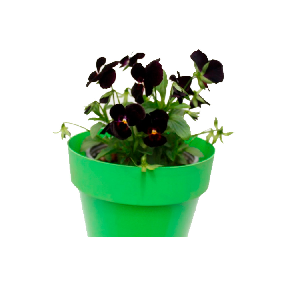 MINI PENSAMIENTO PANSY IV