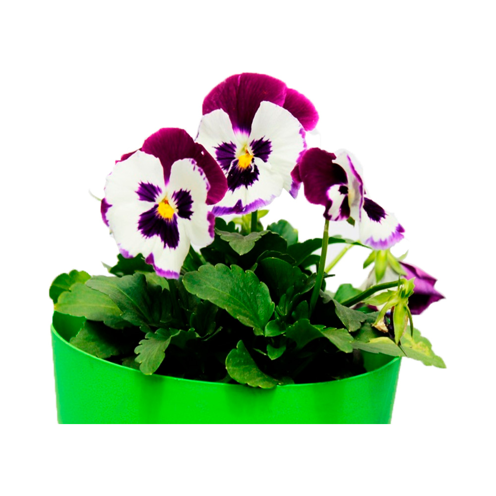 MINI PENSAMIENTO PANSY V