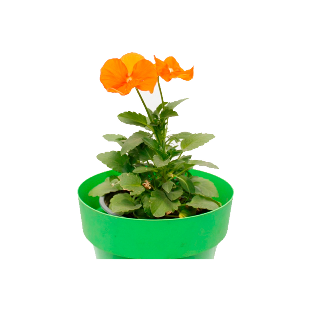 MINI PENSAMIENTO VIOLETA III