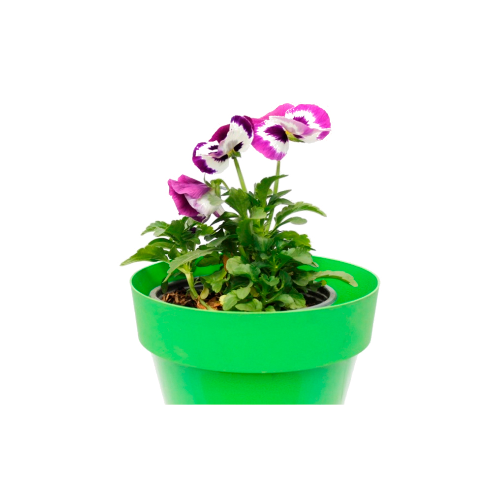 MINI PENSAMIENTO PANSY VII