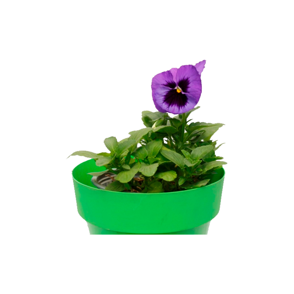 MINI PENSAMIENTO PANSY VIII